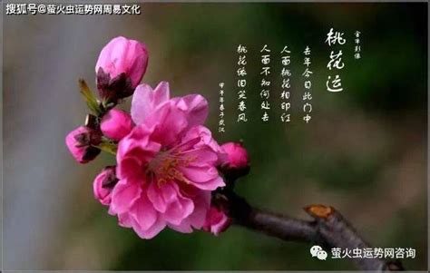 桃花查法|桃花全面解读